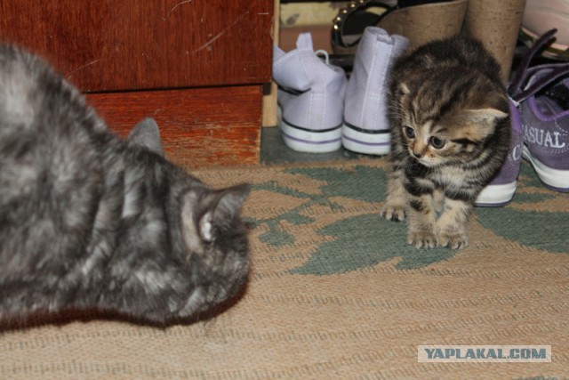 Кот по имени Бобо