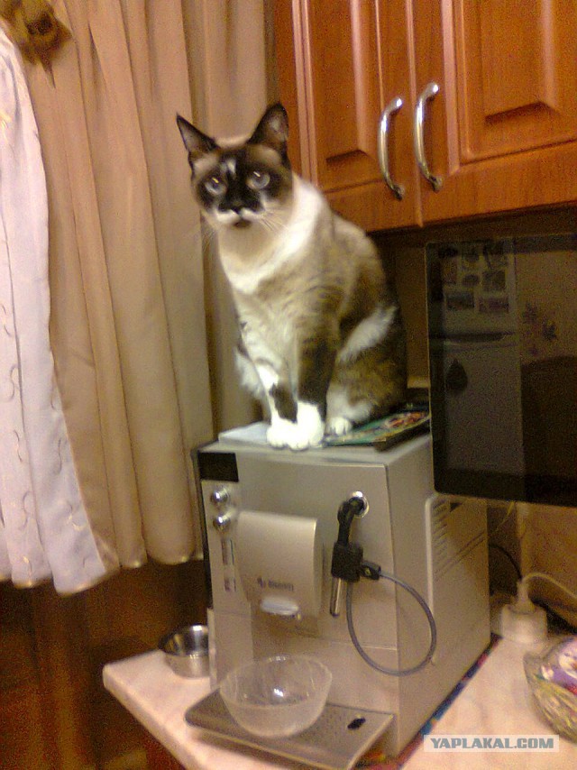 Котовторник