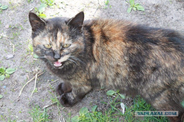 Котовторник 16.06.2015., Котовторник наступил!