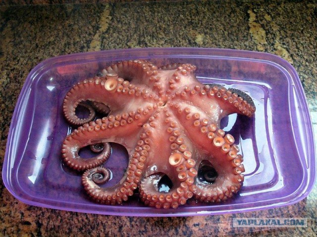 Осьминог по-галисийски. Pulpo a la Gallega.
