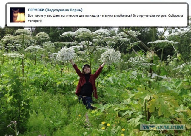 Борщевик