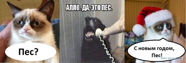Не звоните сюда больше Мем. Алло Гусь