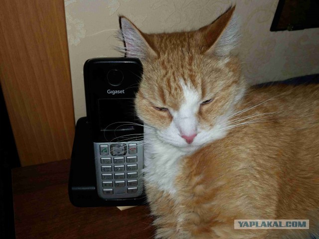 Котовторник 06.10.2015