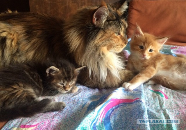 Котовторник 13.10.2015