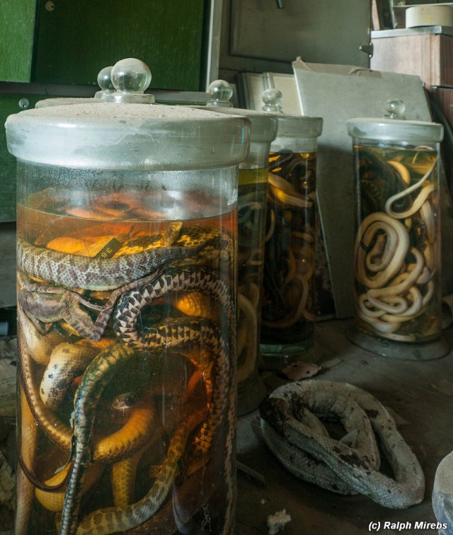 Япония: Комната мёртвых змей