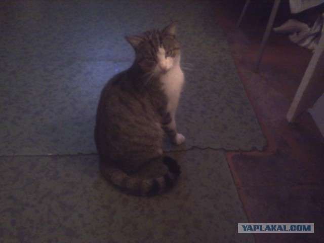 Котовторник 17.11.2015