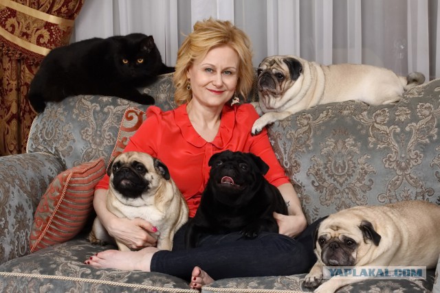 Прогулка с мопсом: унизительно, но увлекательно