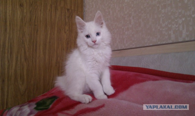 У меня кот дебил