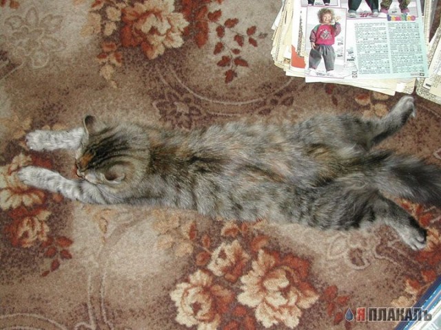 Вторничный котомёт