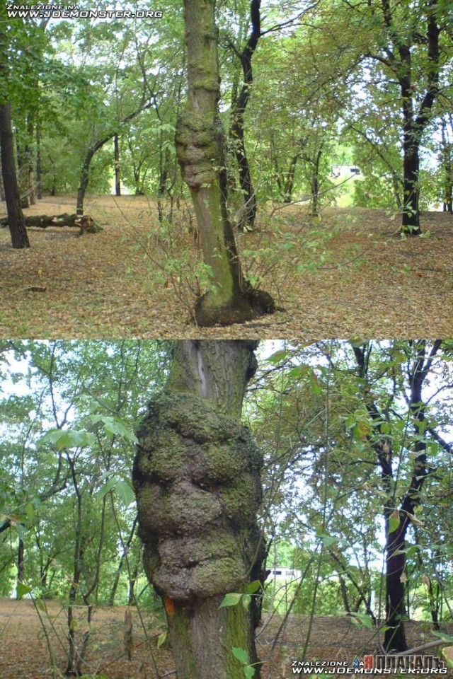 Эта сексуальная природа. РАСТЕНИЯ, ПЕЙЗАЖИ