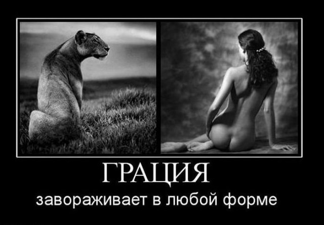Демы к котовторнику!