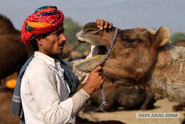 В Индии простоявший весь день на жаре верблюд откусил голову своему хозяину