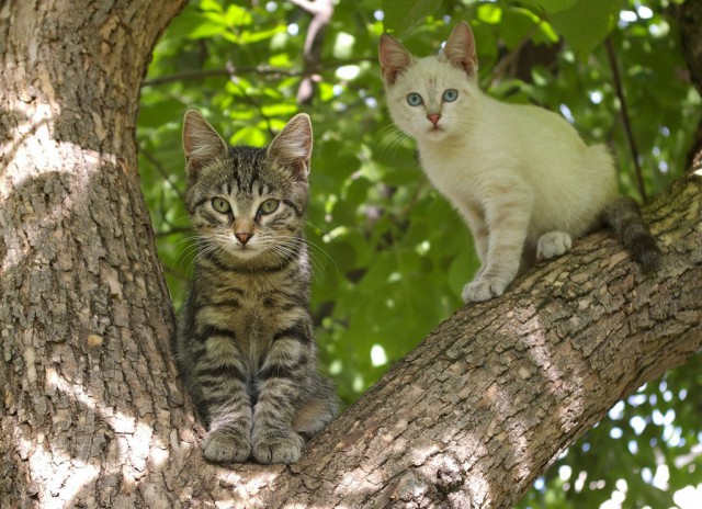 Коты из сети