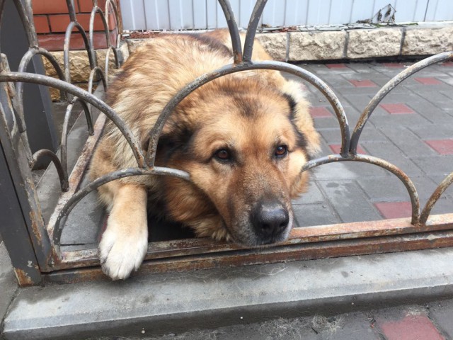Не дадим пропасть собакочетвергу!