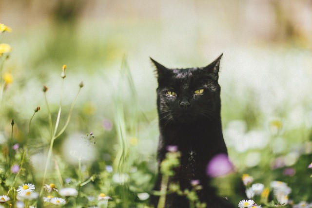 Коты и Кошки