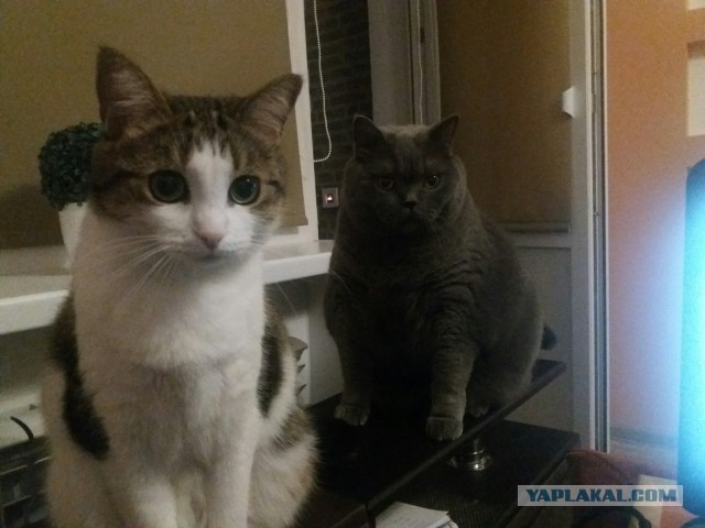 Покорми кота, человек!