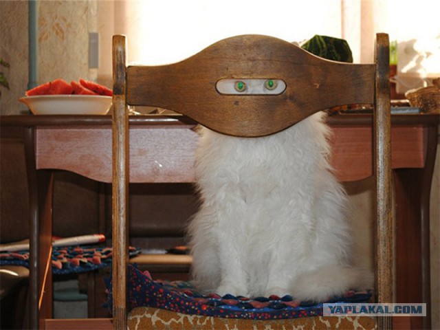 Привет сосед