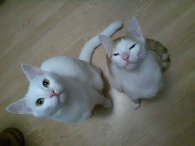 Котовторник 25.04.2017