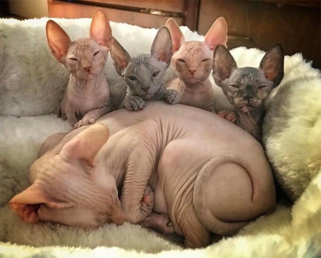 Коты и Кошки