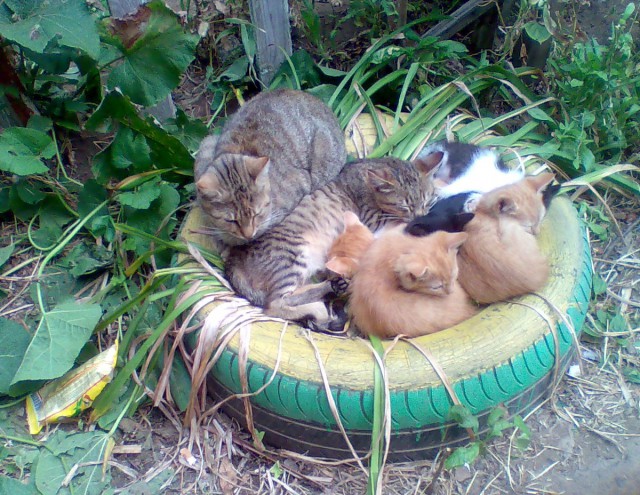 Котоклумба