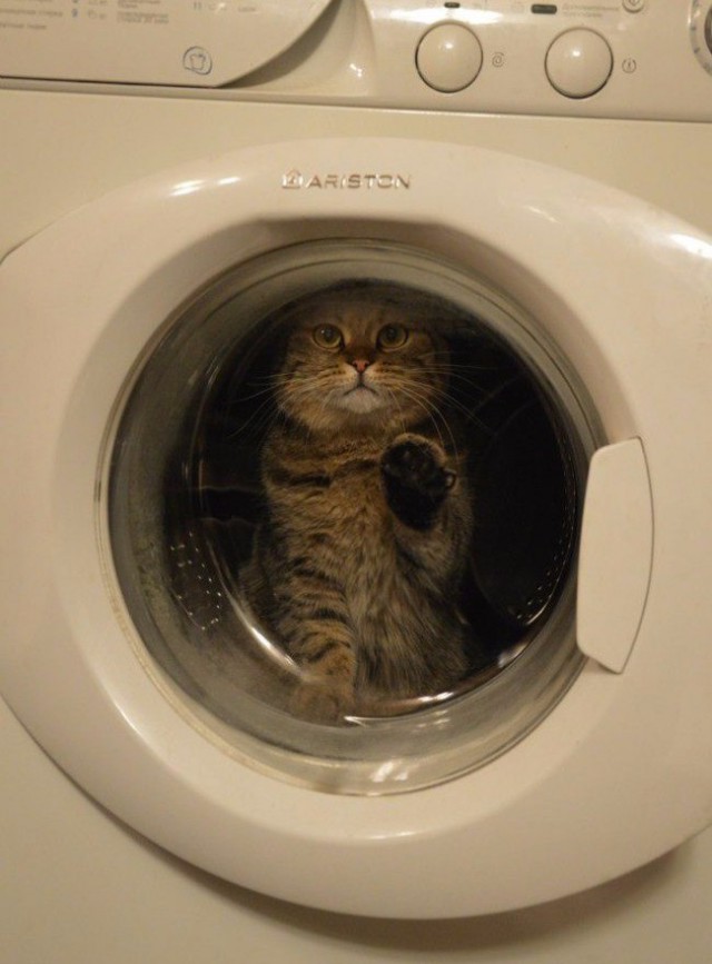 24 кота, которые подняли дерзость на новый уровень