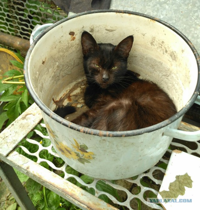 20 шикарных фотографий, в которых вся суть котов