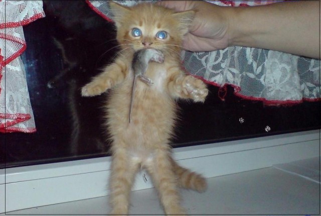 Необычный котик из Калининграда