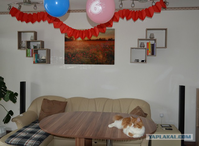 Котовторник