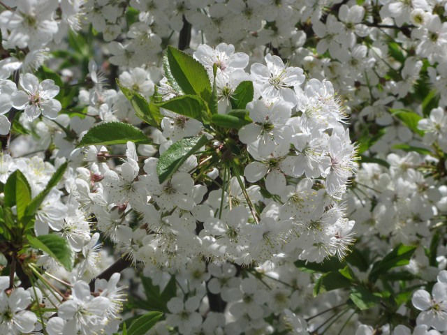 Просто Природа