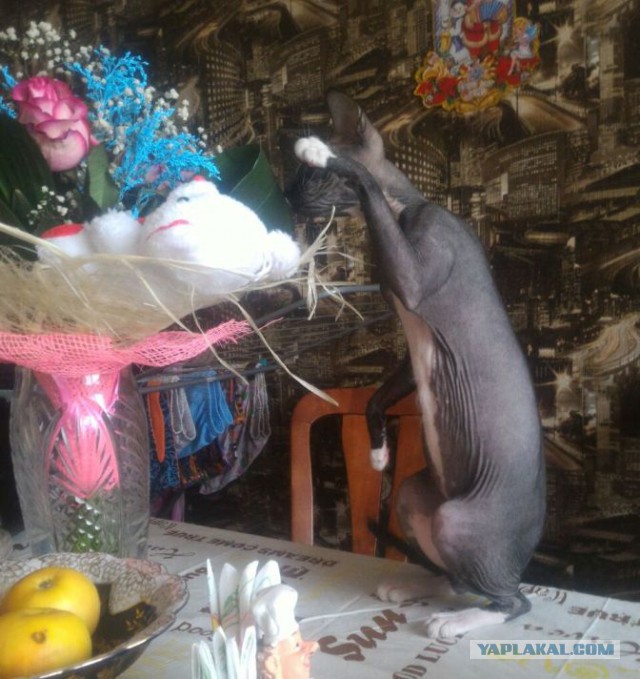 Котовторник 20.02.18