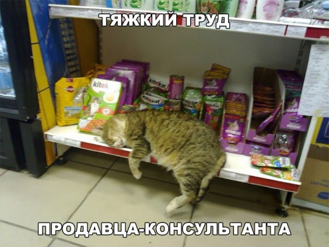 Фотобомбы котов