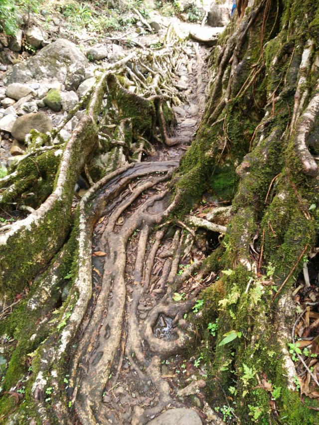 К живым мостам и обратно. Заметки из Индии