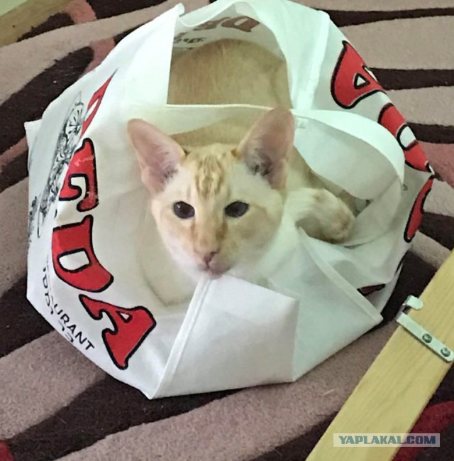 Котовторник  31.07.2018