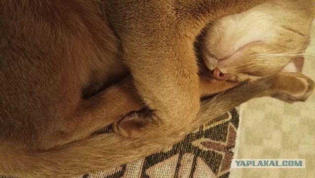 Котовторник 11.09.18.