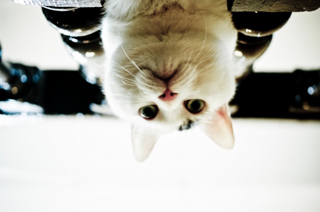 It's Catursday Fever! (Котовторник)