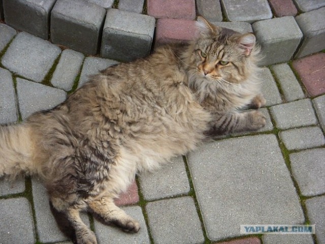 Ну и где ваш котовторник?