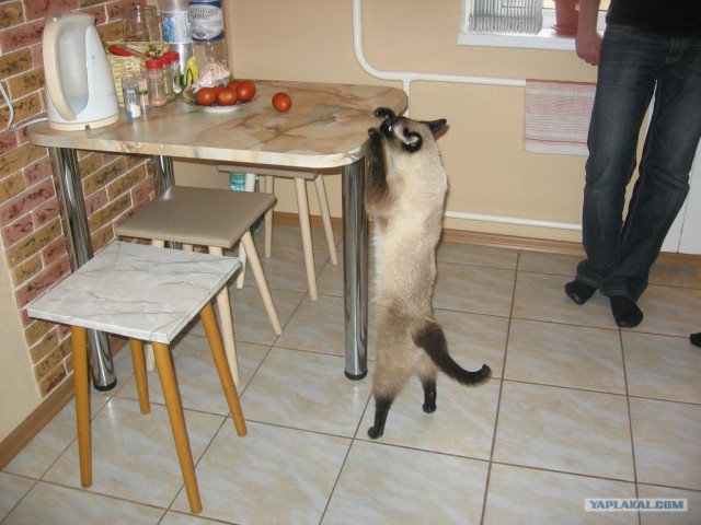 Котовторник 13.12.11 - магическе числа