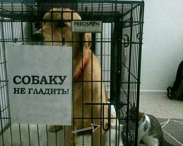Калейдоскоп картинок