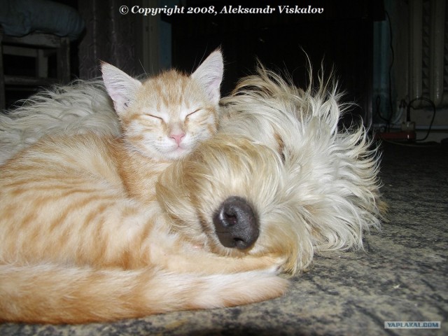 Котовторник (31.01.2012)
