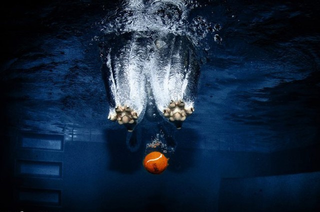 Подводные собакены