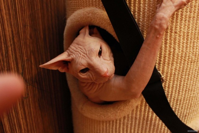 Котовторник (21.02.2012)