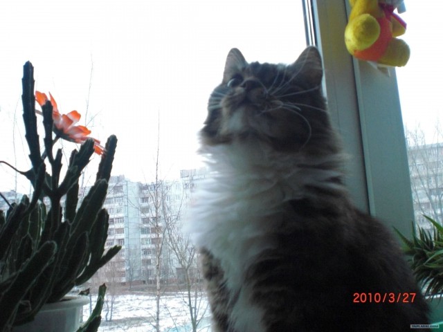 Котовторник 8 мая 2012