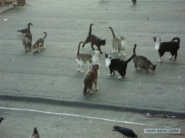Котовторник  12. 06. 2012