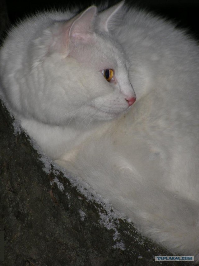 Котовторник 10. 07. 2012