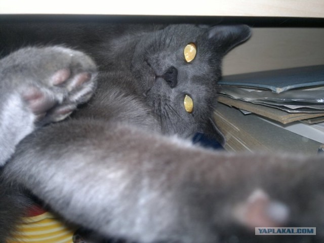 Котовторник 24.07.2012