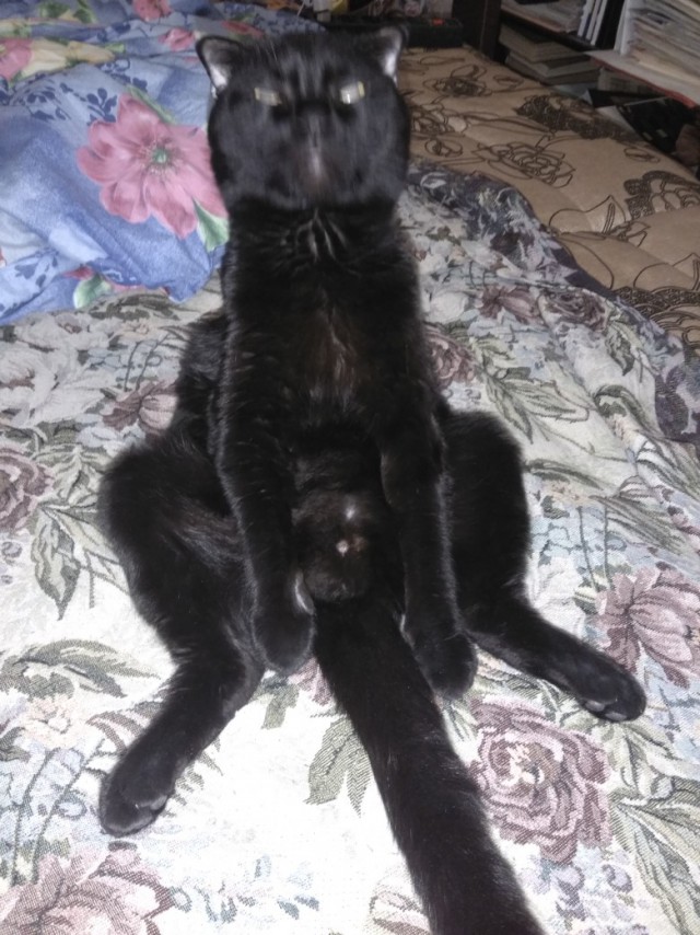 Забавные фото котеек