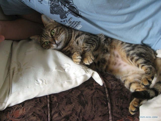 Котовторник  28.08.12