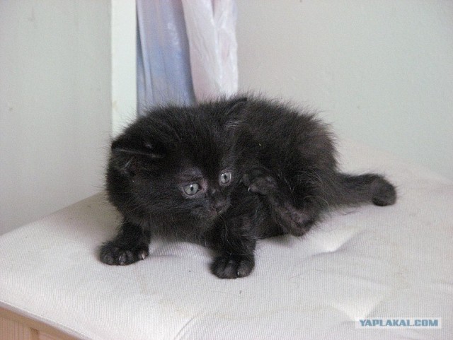 Котовторник 11.09.2012