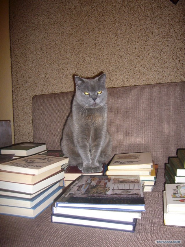 Котовторник  16.10.12