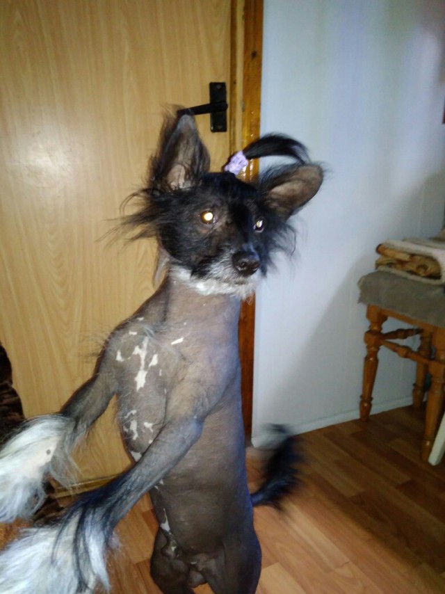 Живность из сети